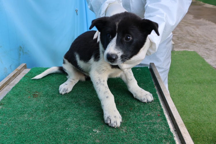 제주 동물보호센터_450650202502789